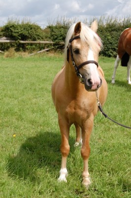 Was ist versichert ? pferdekrankenversicherung palomino pferd