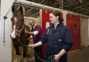Merkmale Pferdekrankenversicherung tierarzt klinik pferd