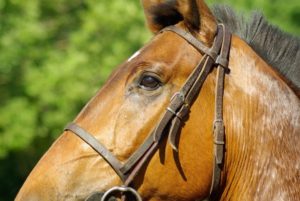 Vorteil Pferdehaftpflichtversicherung braunes pferd kopf